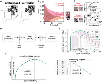 Efficient processing of natural scenes in visual cortex